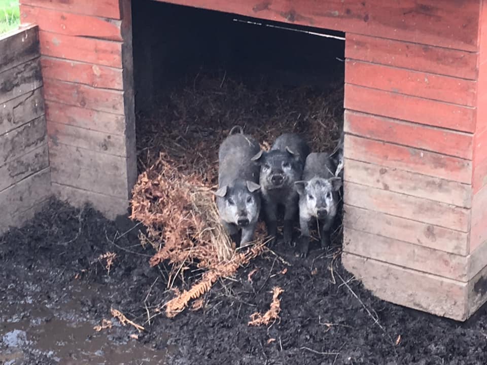 piggies