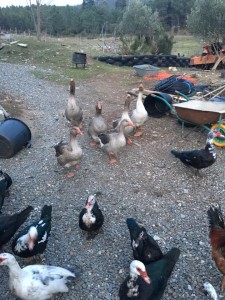 geese