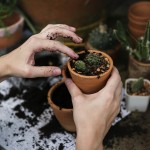 potting