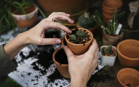 Why Gardening is a Great Way to Stay Active