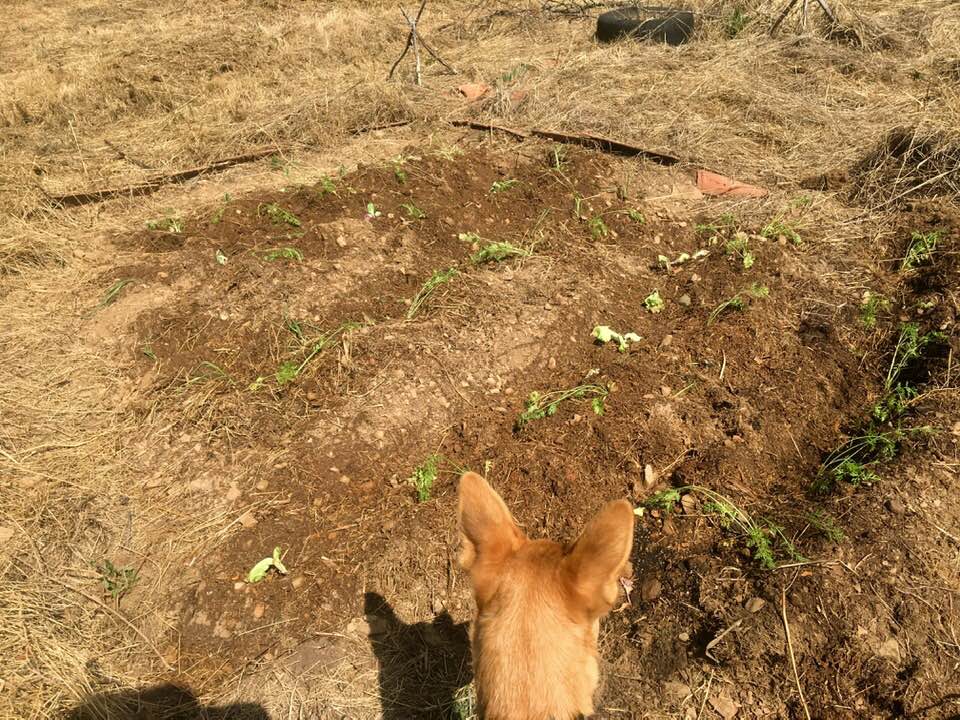 veg plot