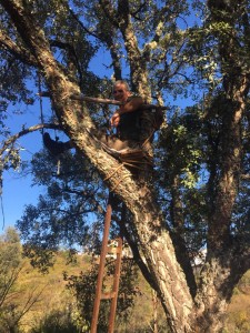 man in tree