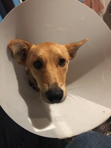 cone of shame