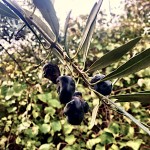 olive 4