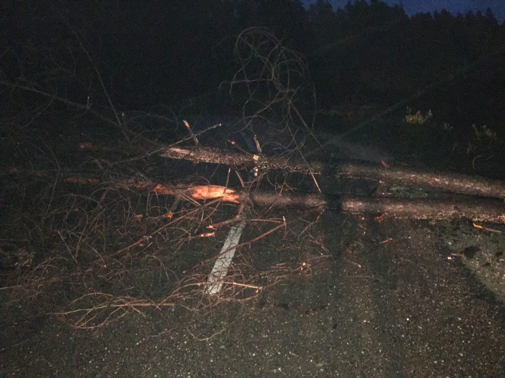 fallen tree