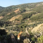 Pedra Letreira main